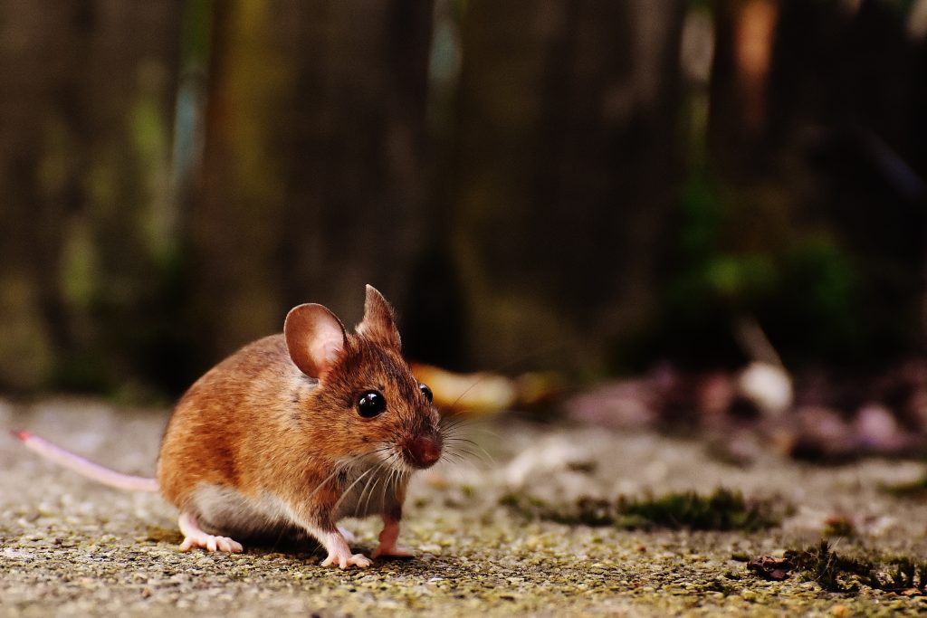 A photo of a brown mouse outdoors.